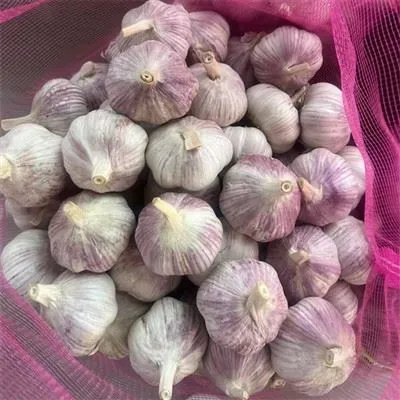 The Head Of Garlic