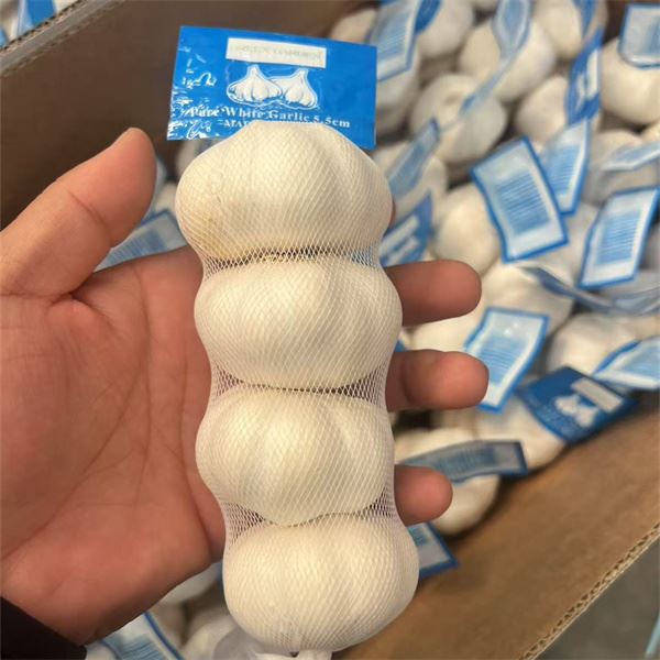 The Head Of Garlic